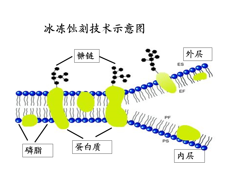 细胞膜的分子结构.ppt_第3页