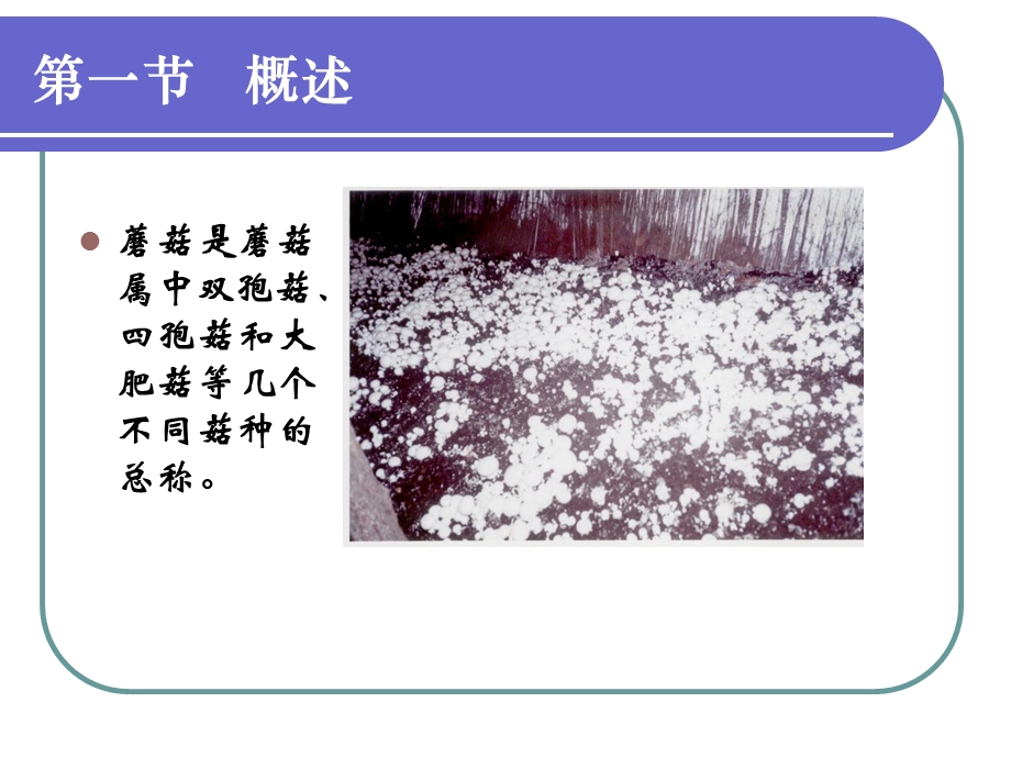 六章双孢蘑菇栽培技术.ppt_第3页