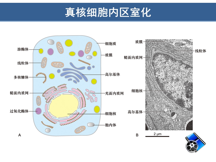 细胞质基质与内膜系统.ppt_第3页