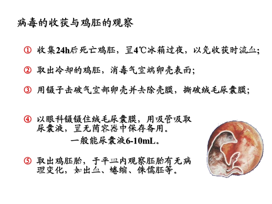 试验七血凝试验1.ppt_第2页