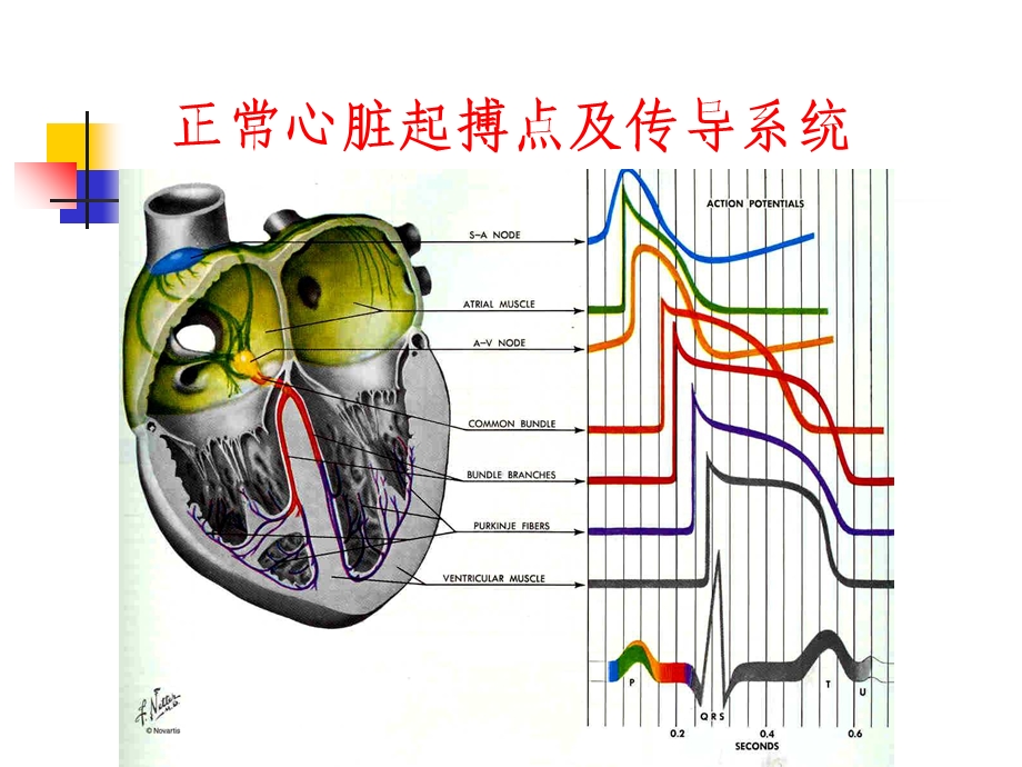 心律失常的射频消融治疗新进展.ppt_第2页