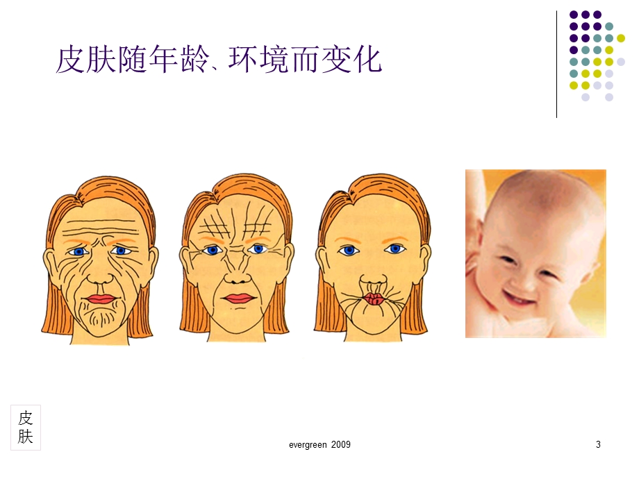 009皮肤生理学与肤质鉴别.ppt_第3页