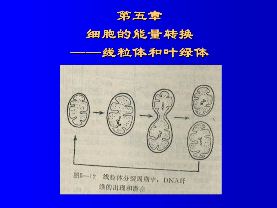 叶绿体和线粒体.ppt_第1页