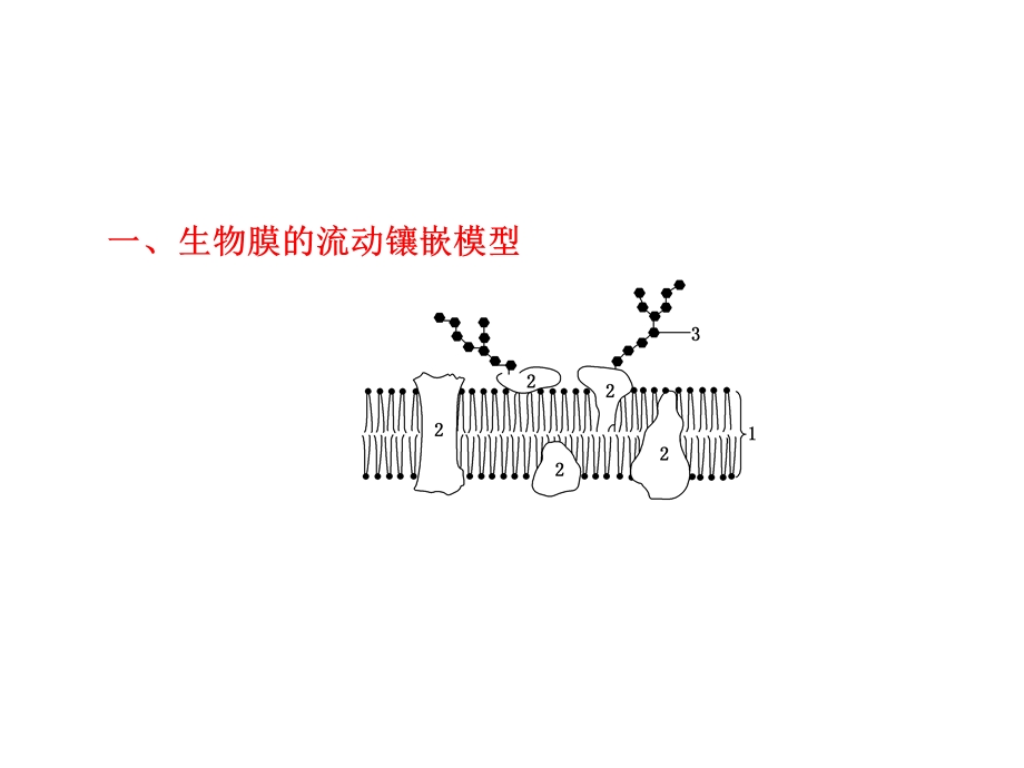 生物膜的流动镶嵌模型物质跨膜运输的方式.ppt_第1页