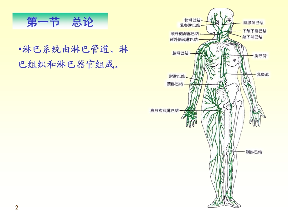 系统解剖学淋巴.ppt_第2页