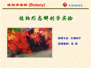 植物形态学实验.ppt