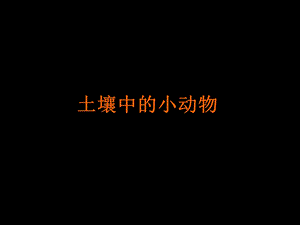 土壤中的小动物.ppt