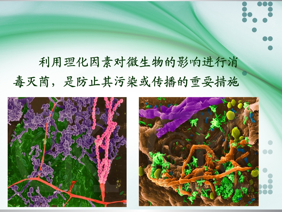 消毒灭菌与噬菌体(人卫8版).ppt_第2页