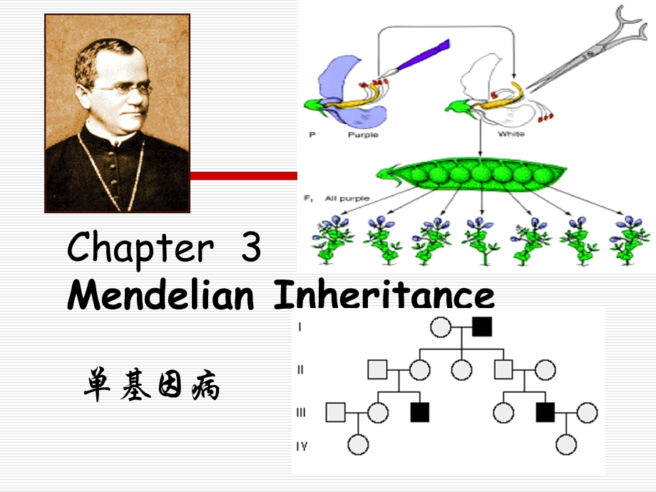 遗传学医用 (7).ppt_第1页