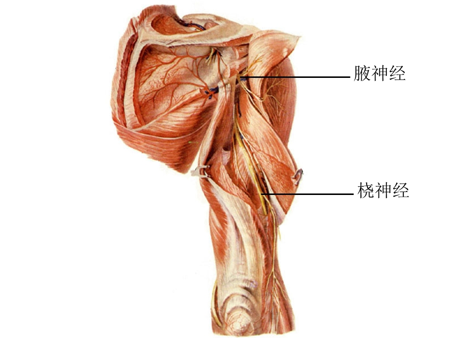 系统解剖全部标本.ppt_第1页