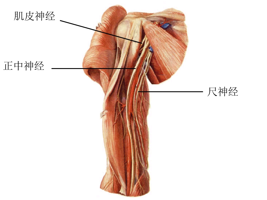 系统解剖全部标本.ppt_第2页