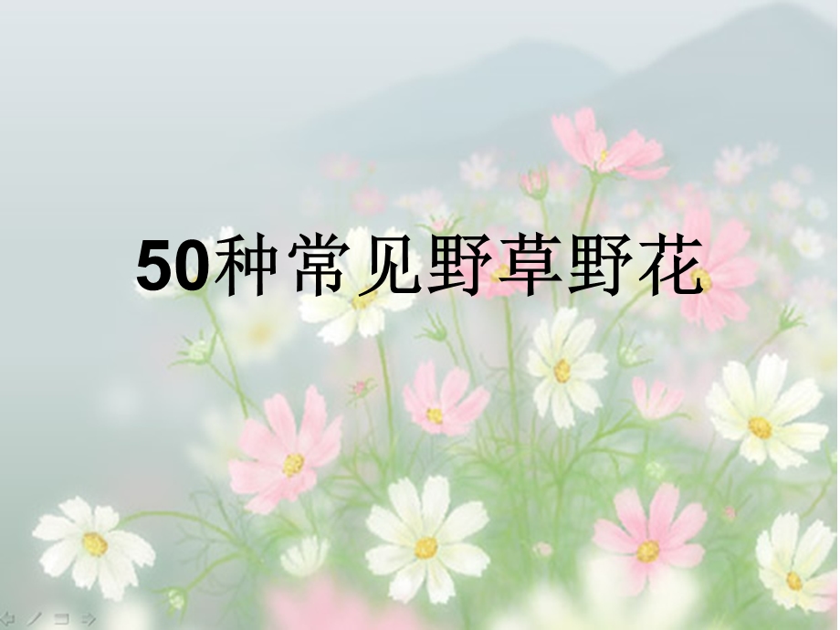 50种常见野花野草.ppt_第1页