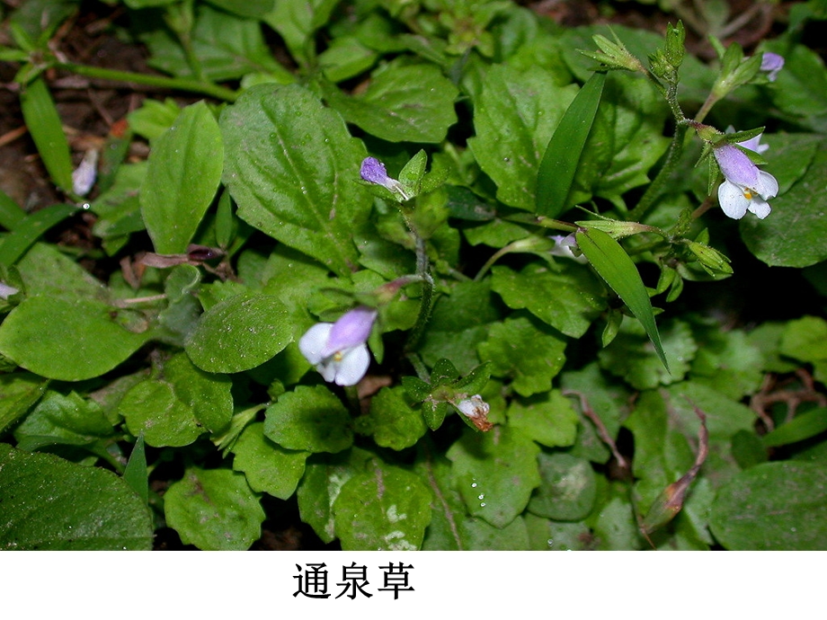 50种常见野花野草.ppt_第3页