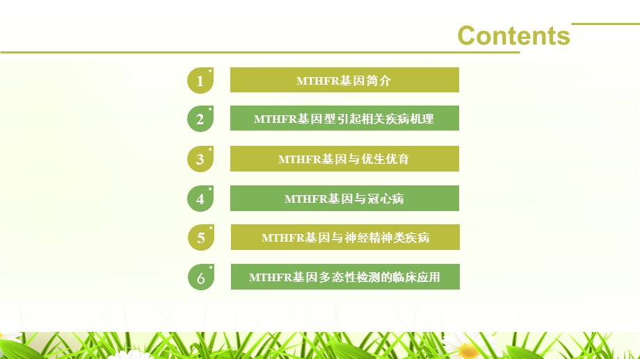 MTHFR基因多态性.ppt_第2页