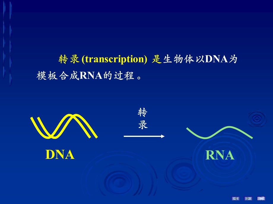 RNA的生物合成中药.ppt_第2页