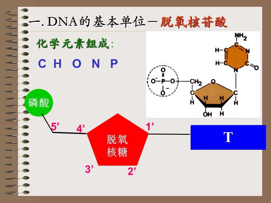 DNA分子的结构(吐血制作).ppt_第3页