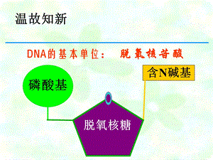 DNA的基本单位.ppt