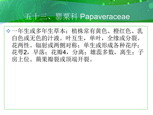 五十三罂粟科Papaveraceae.ppt