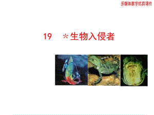 2013版人教版八年级语文上册《生物入侵者》课件.ppt