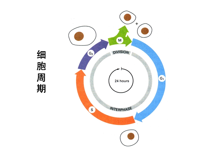 2017年细胞周期调控.ppt_第3页