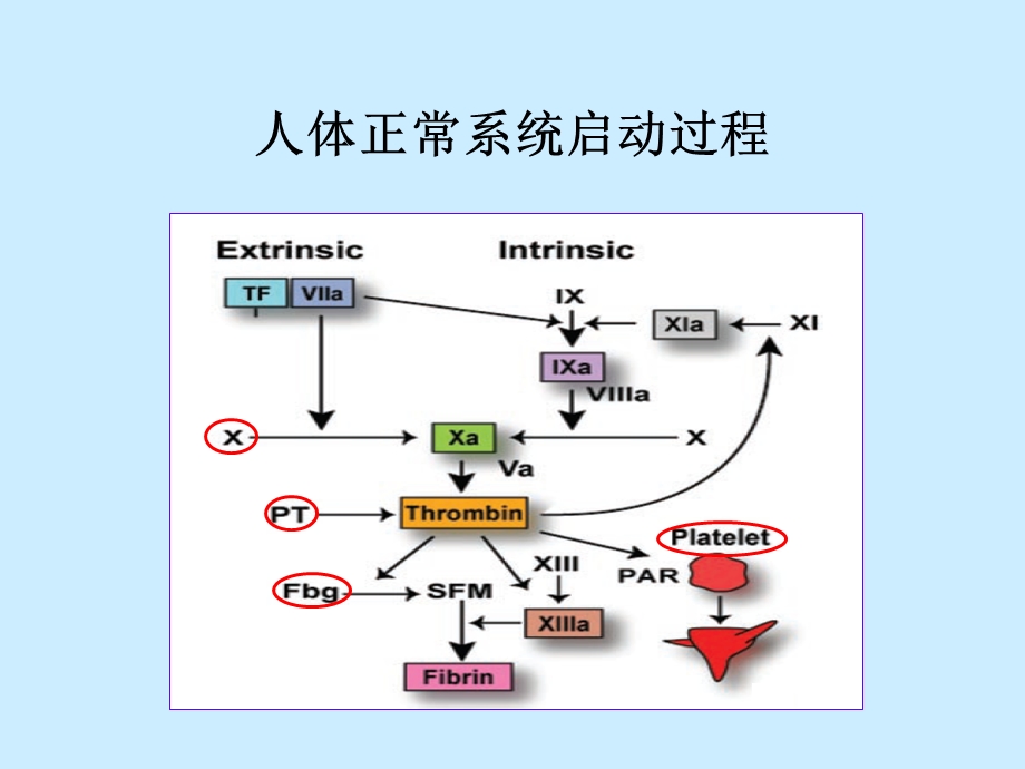 CRRT中的抗凝治疗.ppt_第3页