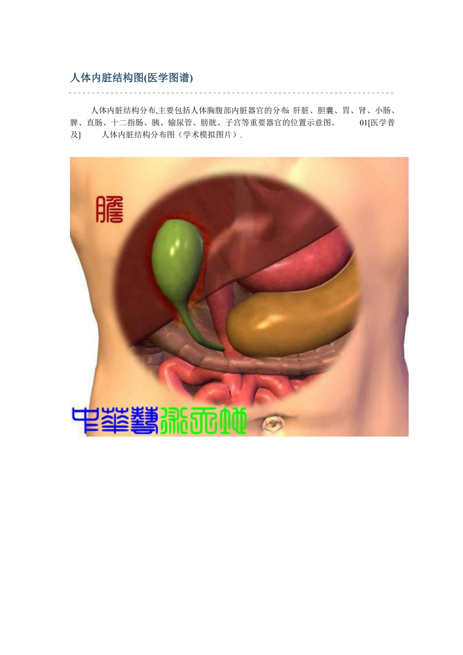 人体内呢脏结构图.doc_第1页