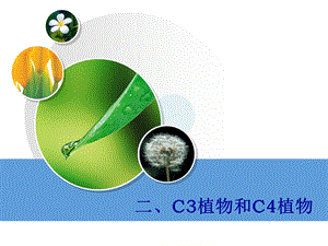 C3植物和C4植物课件.ppt