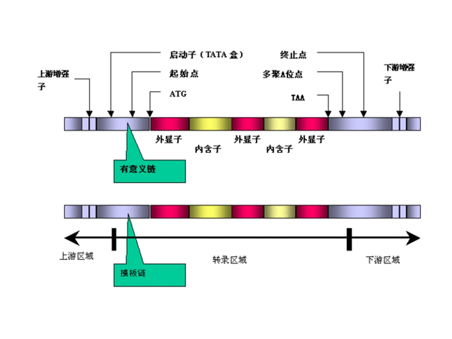 DNA启动子、终止子.ppt_第2页