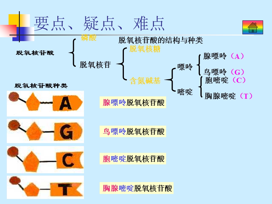 DNA分子的结构与复制.ppt_第3页