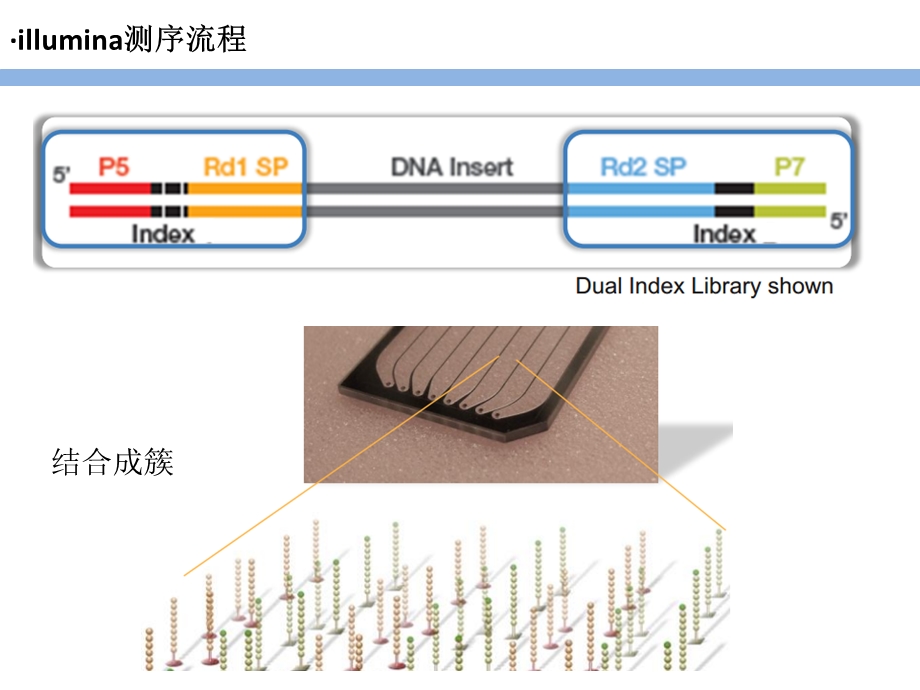 Novaseq测序仪工作原理.ppt_第2页