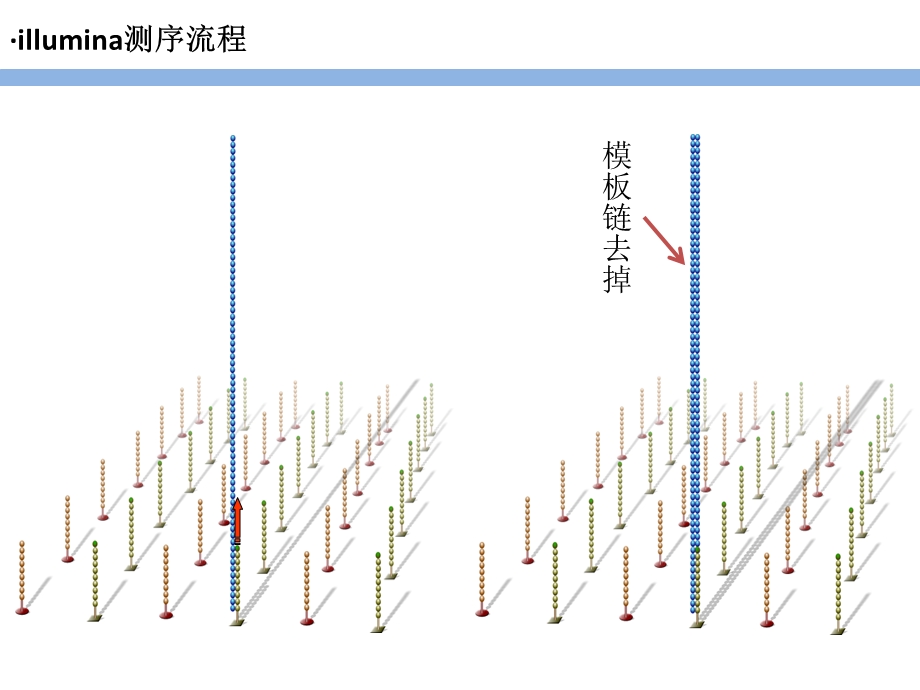 Novaseq测序仪工作原理.ppt_第3页