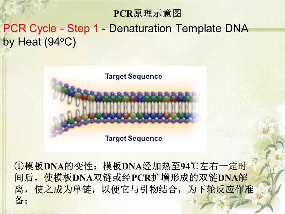 PCR仪原理及其应用.ppt_第3页