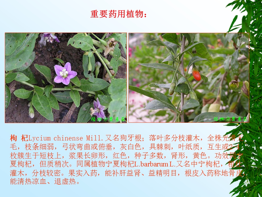 茄科Solanaceae.ppt_第3页