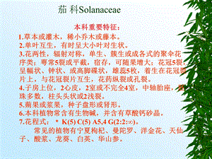 茄科Solanaceae.ppt