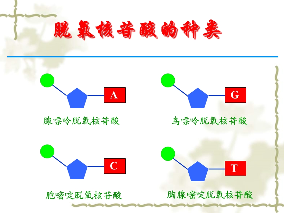 DNA结构和复制与基因的本质.ppt_第3页