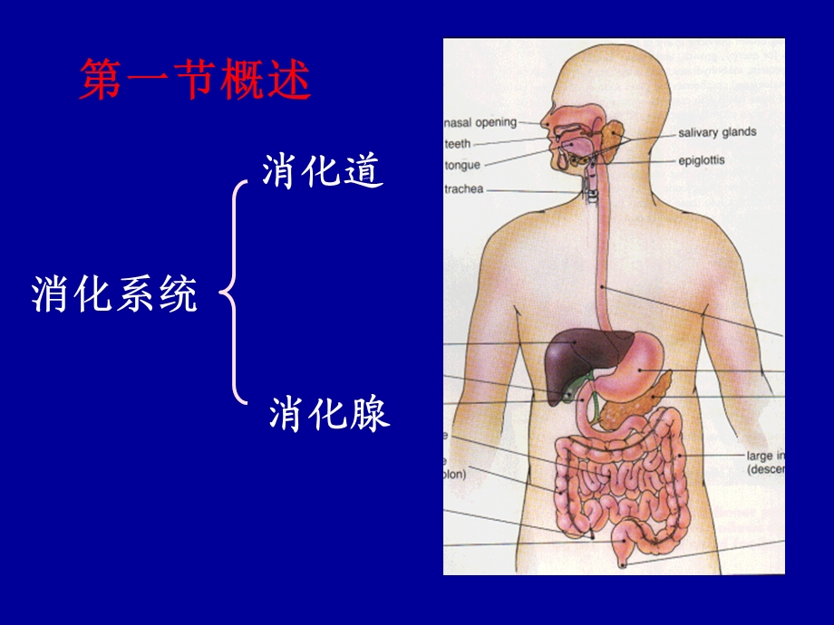 6章消化与吸收5年制.ppt_第2页