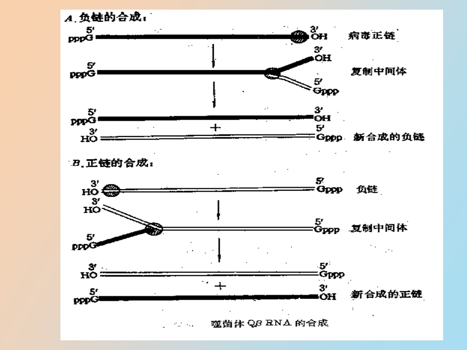 RNA的复制RNA指导RNA.ppt_第2页