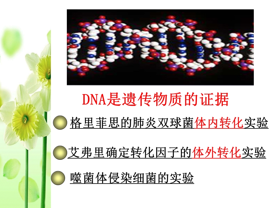 2014届一轮复习DNA是主要的遗传物质.ppt_第3页