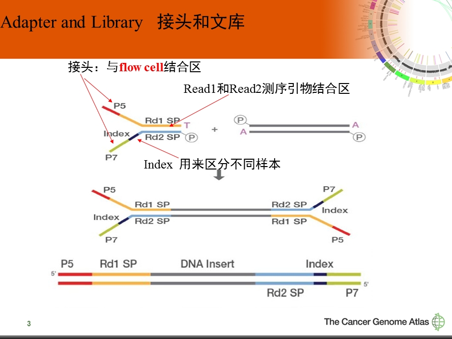 Illumina测序的原理和应用.ppt_第3页