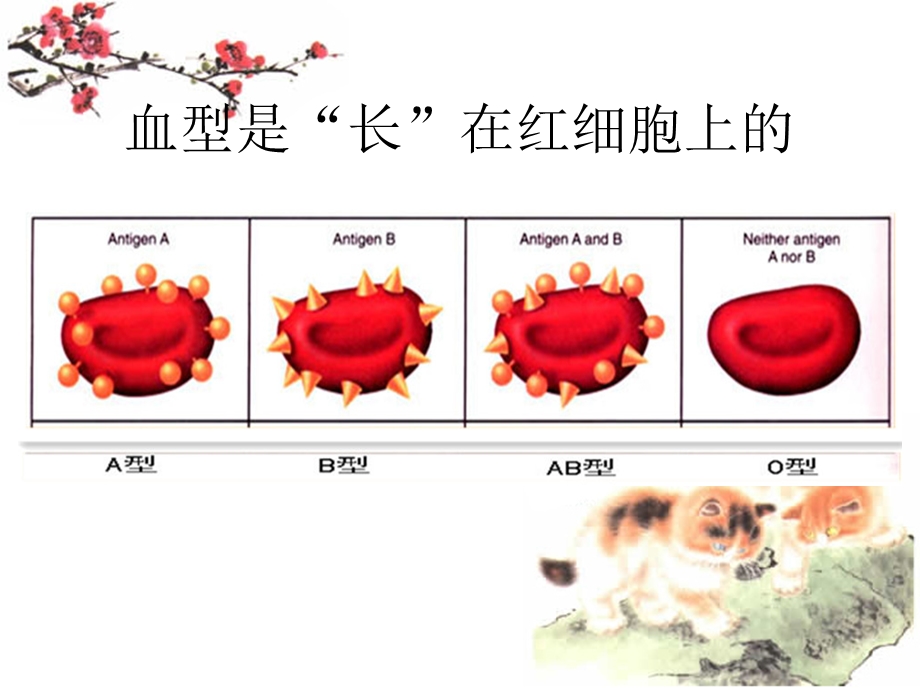 Rh阴性血型有关知识分析.ppt_第3页