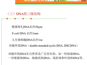 DNA的三级结构.ppt