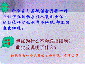 细胞的基本结构(细胞膜—系统的边界).ppt