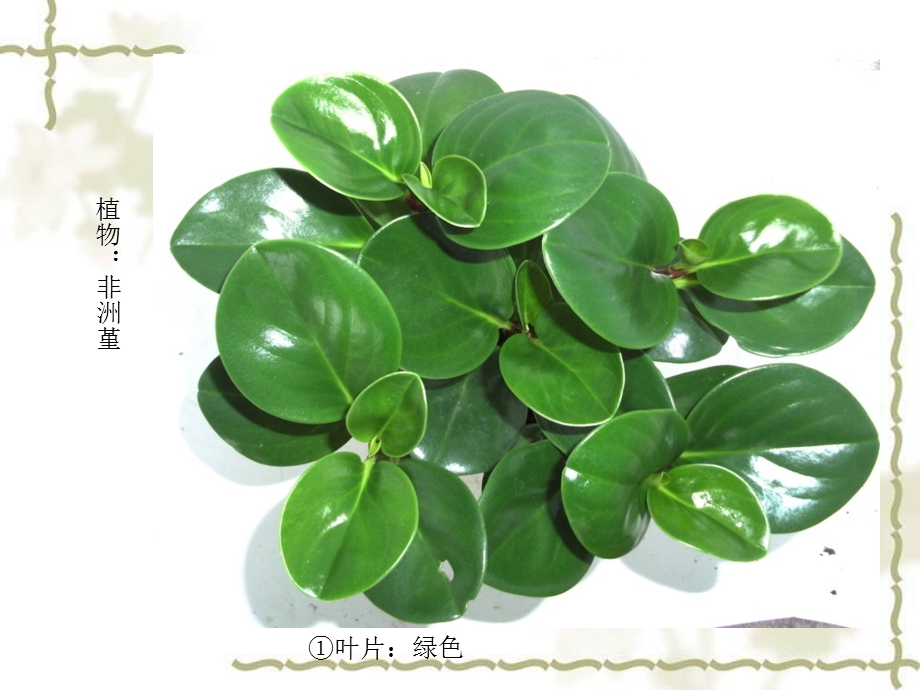 38种植物墙种植植物.ppt_第1页