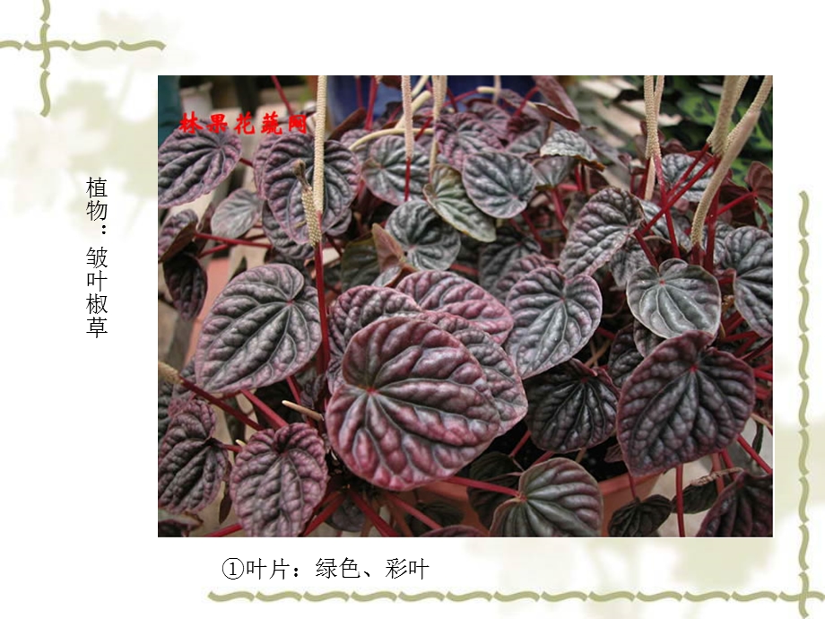 38种植物墙种植植物.ppt_第2页