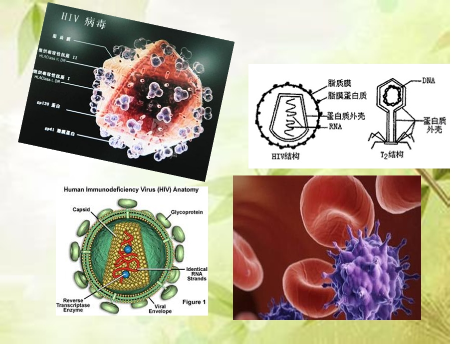 aids艾滋病简介.ppt_第3页