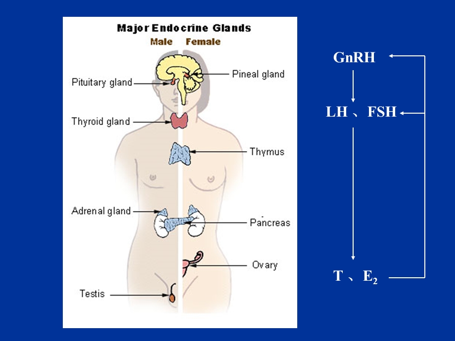 性腺功能减退分类、病因、诊断及治疗.ppt_第2页