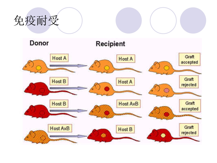 NK细胞与T细胞相互关系.ppt_第2页