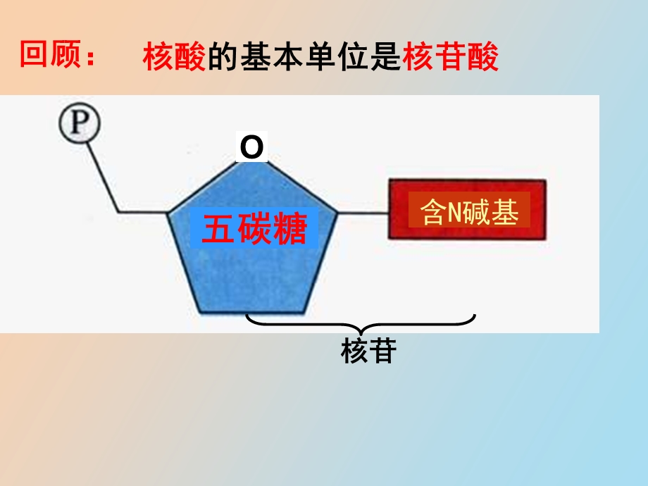 DNA的分子结构和特点梁刚.ppt_第2页