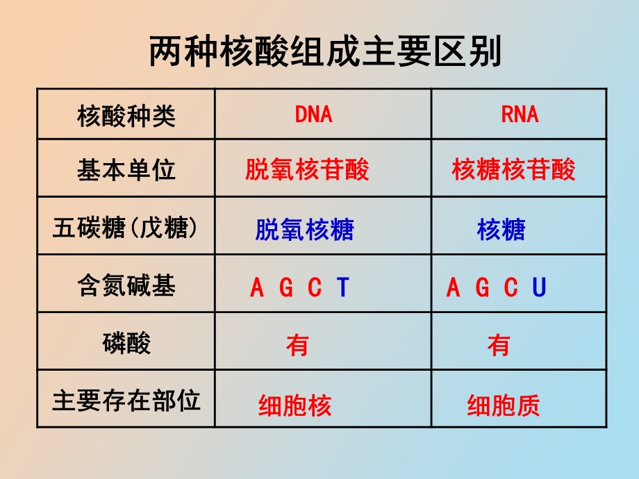 DNA的分子结构和特点梁刚.ppt_第3页