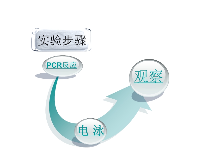 PCR扩增和电泳检测.ppt_第2页